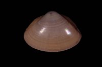 藏品(日本馬珂蛤)的圖片